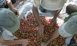 Cuban Coffee Production Grew 27 Percent in 2008